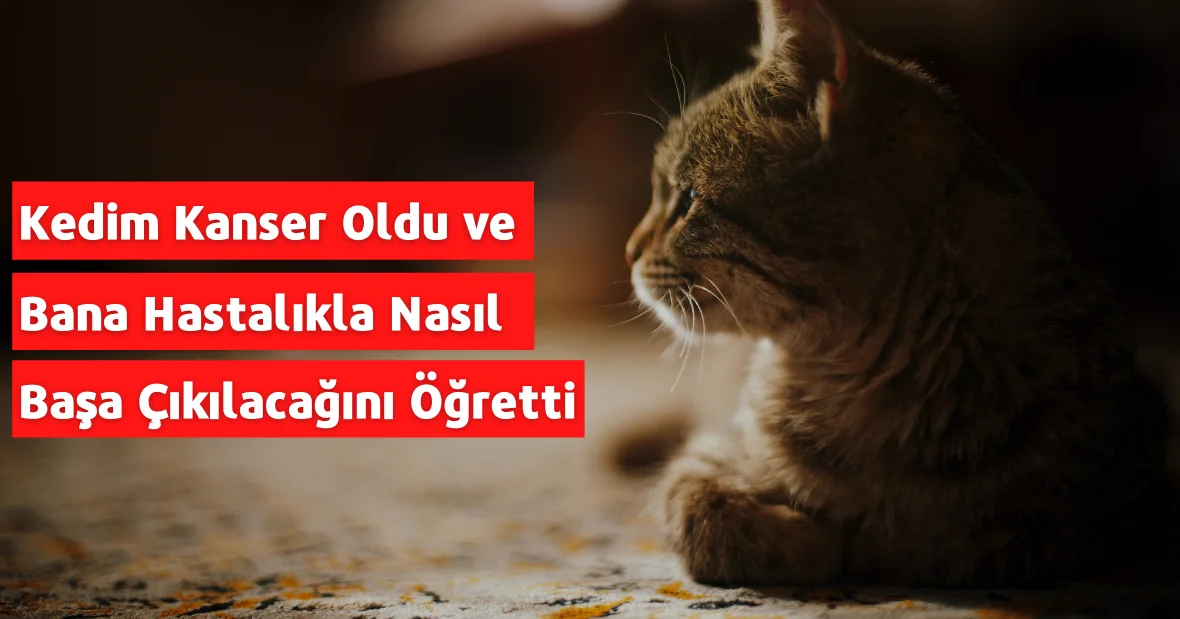 Kedim Kanser Oldu ve Bana Hastalıkla Nasıl Başa
Çıkılacağını Öğretti