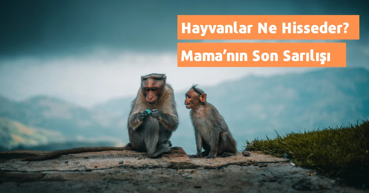Hayvanlar Ne Hisseder?