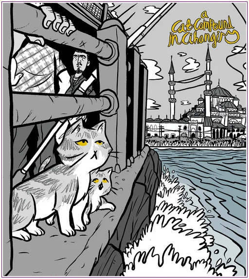 A Cat Compound in Cihangir -